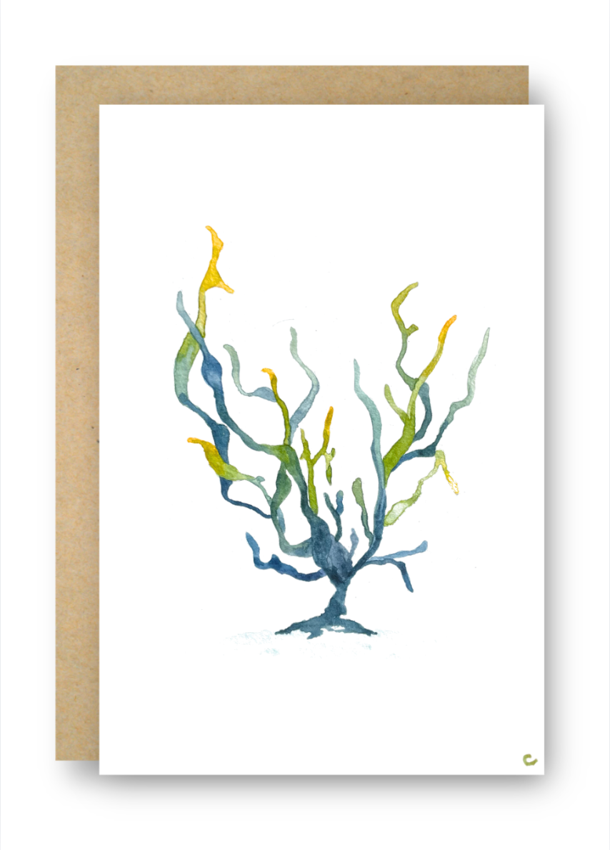 Coral